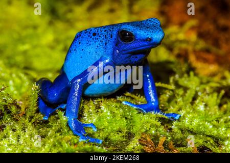 Grenouille de teinture, tinc ou grenouille de teinture (Dendrobates tinctorius) 'azurus', captive élevée, Understory Enterprises, autochtone à: Guyana, Suriname, Banque D'Images