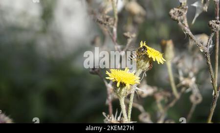 Sonchus asper aussi connu sous le nom de Spity sowchardon, chardon à lait brut etc. Belle fleur jaune de plante sauvage avec fond naturel. Banque D'Images