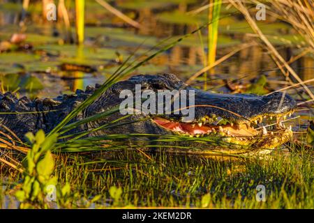 Alligator américain (Alligator mississipiensis), St. Marques NWR, Floride, Etats-Unis Banque D'Images