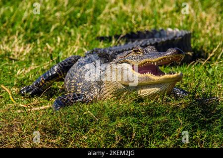 Alligator de bassique (Alligator mississipiensis), Cameron Prairie NWR, Louisiane, États-Unis Banque D'Images