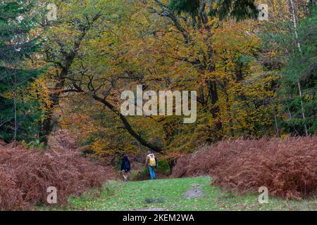 New Forest, Hampshire, Royaume-Uni. 13th novembre 2022. Météo au Royaume-Uni : une belle journée automnale chaude avec des intervalles ensoleillés dans la Nouvelle forêt, tandis que les couleurs d'automne dans Rhinefield ornemental Drive semblent spectaculaires. Une promenade en couple le long de la Tall Trees Trail. Crédit : Carolyn Jenkins/Alay Live News Banque D'Images