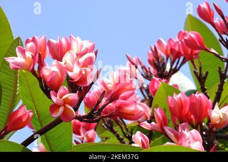 Arbre rose frangipani, Fortaleza, Maputo, Mozambique. Banque D'Images