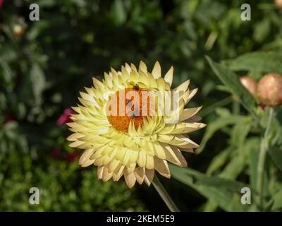 Les insectes sur une fleur de paille Banque D'Images