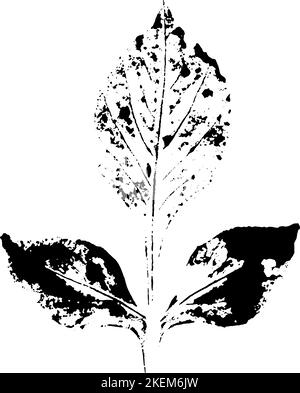 L'encre feuille s'imprime. Herbier d'automne, timbres feuilles d'arbres. Texture grunge. Illustration vectorielle. Noir et blanc. Illustration de Vecteur