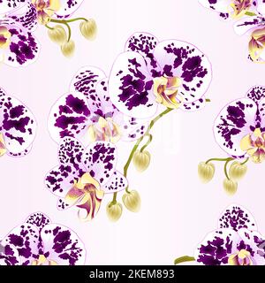 Texture sans couture branches orchidées fleurs tachetées plante tropicale Phalaenopsis sur fond blanc ensemble premier vecteur illustrateur botanique vintage Illustration de Vecteur