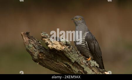 Cuckoo et son perchoir Banque D'Images