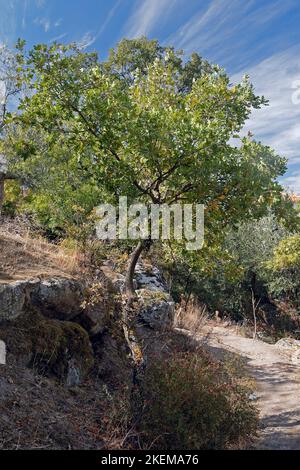 Scènes Anaxos. Sentier à flanc de colline au-dessus du village d'Anaxos, île de Lesbos. Octobre 2022. Automne. Banque D'Images