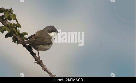 Moins de Whitethroat sur une tige de brimades Banque D'Images