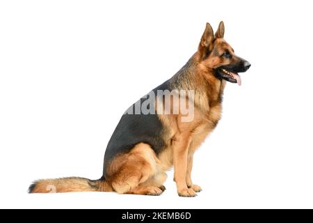 Berger allemand assis sur le fond blanc. Chien de service ou de travail isolé sur fond blanc. Banque D'Images