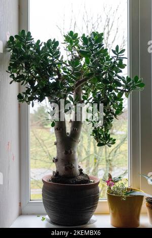 Un merveilleux, grand Oval Crassula ovata sur le rebord de la fenêtre, Oval Crassula, également appelé familièrement l'arbre de l'argent Banque D'Images