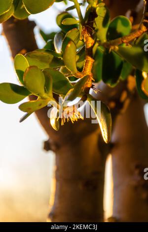 Un merveilleux, grand Oval Crassula ovata sur le rebord de la fenêtre, Oval Crassula, également appelé familièrement l'arbre de l'argent Banque D'Images