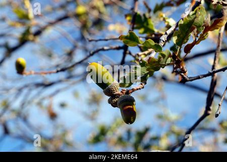 Acornes sur chêne, ciel bleu, Lesbos, Grèce, Lesbos, Octobre 2022. Quercus. Banque D'Images