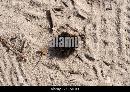 Macrothylacia Rubi - Brombeerspinner - Fox Moth dans la réserve naturelle Fischbeker Heatherland Banque D'Images