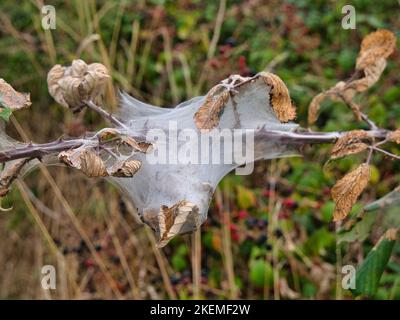 Une toile caterpillar construite sur une tige de plante avec des feuilles séchées hedgerow à Suffolk, Angleterre, Royaume-Uni. Banque D'Images