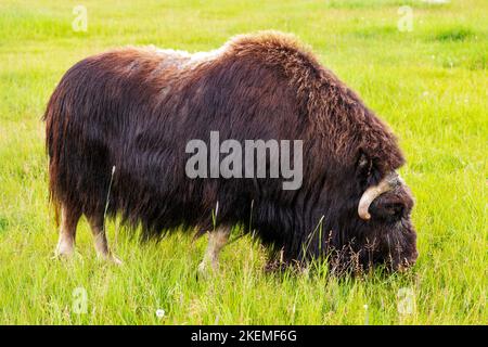 Ox musqué dans les pâturages; ferme d'Ox musqué; Palmer; Alaska; États-Unis Banque D'Images