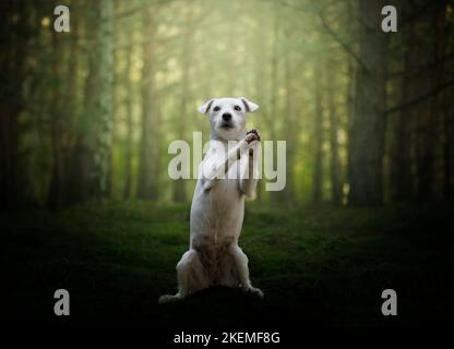 Portrait de Jack Russell. Jack Russel féminin pratiquant le commandement « mendiant » dans un environnement forestier. Banque D'Images