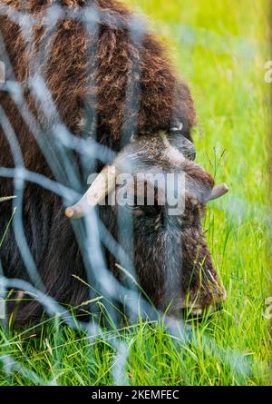 Ox musqué dans les pâturages; ferme d'Ox musqué; Palmer; Alaska; États-Unis Banque D'Images