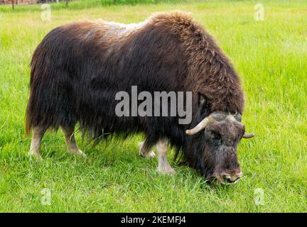 Ox musqué dans les pâturages; ferme d'Ox musqué; Palmer; Alaska; États-Unis Banque D'Images