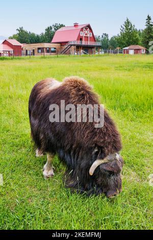 Ox musqué dans les pâturages; ferme d'Ox musqué; Palmer; Alaska; États-Unis Banque D'Images