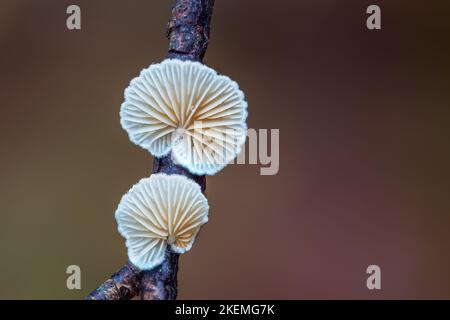 Gros plan sur de magnifiques bouquet de champignons inversés. Vue en macro de l'Oysterling variable Banque D'Images