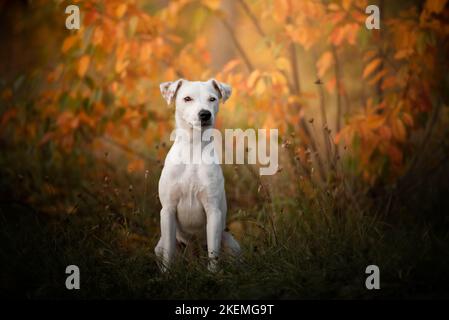 Jack Russell - portrait. Jack russell femelle assis dans la forêt, avec de belles couleurs d'automne. Banque D'Images