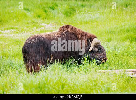 Ox musqué dans les pâturages; ferme d'Ox musqué; Palmer; Alaska; États-Unis Banque D'Images