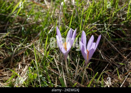 Colchicum automnale, crocus d'automne, fleurs pourpres de safran de prairie avec anthères orange vif. Banque D'Images