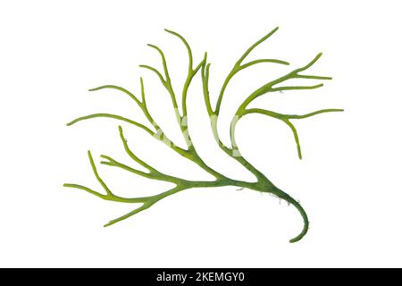 Le tomentosum de Codium ou la corne de velours ou la branche d'algue verte spongieux isolée sur le blanc. Banque D'Images