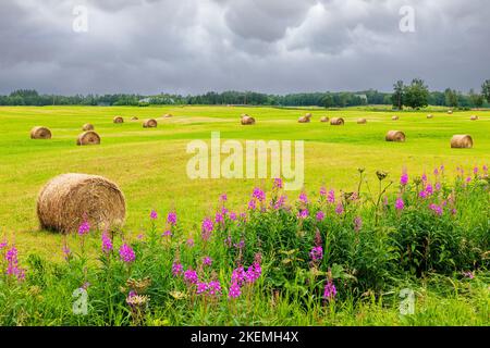 Le Fireweed pousse le long du champ agricole avec du foin roulé; près de Palmer; Alaska; États-Unis Banque D'Images