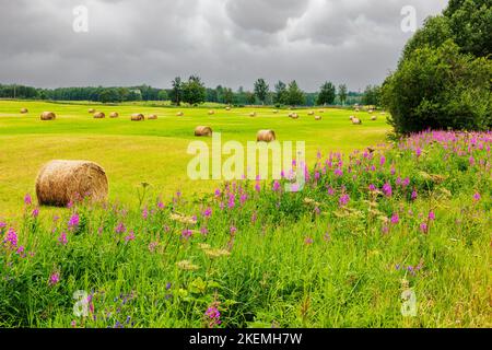 Le Fireweed pousse le long du champ agricole avec du foin roulé; près de Palmer; Alaska; États-Unis Banque D'Images