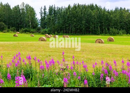 Le Fireweed pousse le long du champ agricole avec du foin roulé; près de Palmer; Alaska; États-Unis Banque D'Images