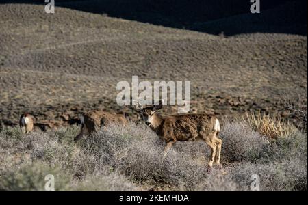 Petit troupeau de cerfs se broutent le long de plateau point dans le Grand Canyon près du jardin indien Banque D'Images