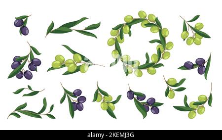 Branche d'olivier. Éléments de décoration florale méditerranéenne bio de dessin animé, brindilles aux fruits noirs verts mûrs, feuillage floral naturel. Collection vectorielle d'illustrations florales d'olive de branche Illustration de Vecteur