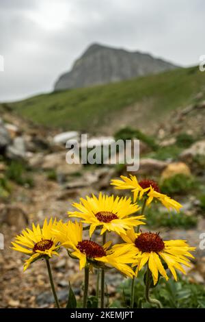 Le soleil fleurit lors D'Une journée d'été à la pluie dans le parc national des Glaciers Banque D'Images