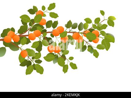 Branche d'arbre abricot avec fruits mûrs. Plante de jardin avec récolte comestible. Isolé sur fond blanc. Branche avec feuillage et feuilles. Vecteur Illustration de Vecteur