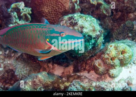 Feu rouge parrotfish Sparisoma viride Bonaire, îles Leeward Banque D'Images