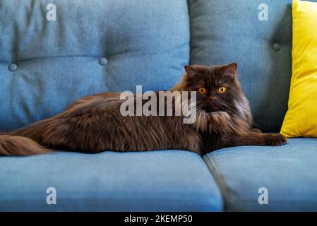 Chat écossais à poil long droit. Highland tout droit. Banque D'Images