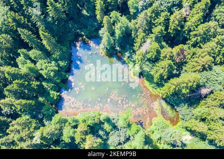 Au-dessus de la vue sur le petit étang dans la forêt verte, les Carpates roumains Banque D'Images