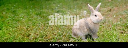 Joli joli joli joli petit lapin décoratif. Lapin sur fond d'herbe verte. Lapin de Pâques. Maison décoration lapin extérieur. Joli petit lapin. Symbole de Pâques et Banque D'Images