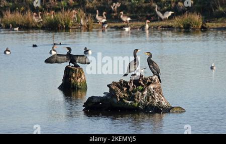 Trois grands cormorans sont assis sur des troncs d'arbre. Deux sont en interaction. On sèche ses ailes. D'autres oiseaux aquatiques comme les oies et les canards dans l'île de ba Banque D'Images