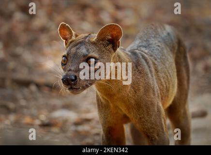 Fossa - Cryptoprocta ferox mammifère à queue longue endémique à Madagascar, famille des Eupleridae, apparenté à la civette malgache, le plus grand carnivore de mammifères Banque D'Images