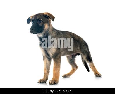 Chiot berger allemand in front of white background Banque D'Images