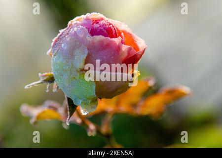 Rose couverte de givre gros plan le matin Banque D'Images