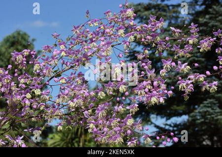 Fleurs de la rue des prés chinois (Thalictrum delavayi) contre le ciel bleu. Banque D'Images