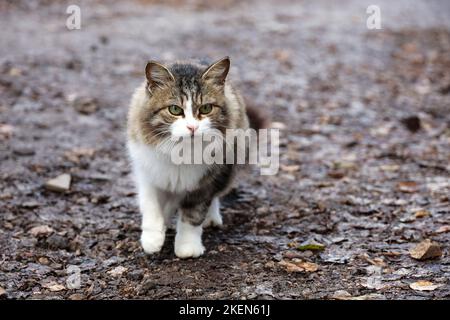 Chat brun blanc marchant dans une rue sale à la fin de l'automne Banque D'Images