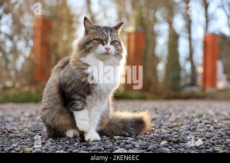 Chat brun blanc assis sur une rue à la lumière du soleil et regarde dans la distance Banque D'Images