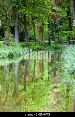 Bluebell Wood incluant des fleurs blanches d'ail sauvage en mai Whitmore Village Staffordshire Angleterre Royaume-Uni Banque D'Images