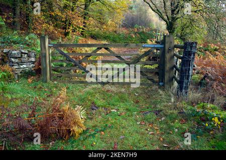 Six bois interdits field gate à l'automne dans le parc national de Snowdonia Gwynedd au nord du Pays de Galles au Royaume-Uni, la fin du printemps. Banque D'Images