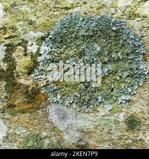 Variété de lichen et d'algues colouables qui poussent sur des rochers près des chutes d'Aber Snowdonia au nord du pays de Galles Banque D'Images