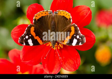 Amiral rouge (Vanessa atalanta,) sur papillon rouge dahlia Banque D'Images